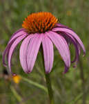 Eastern purple coneflower